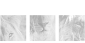 Congruens